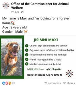 Read more about the article The Animal Welfare shares a poster of a dog which is up for adoption when the same dog has been adopted a month ago! Does this department know what it is doing?