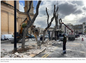 Read more about the article The agony flight of the birds in Mosta last night after the butchering of the trees
