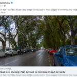 The pruning of the beautiful trees on Valley Road, Msida – an eco-harm by the Labour Government