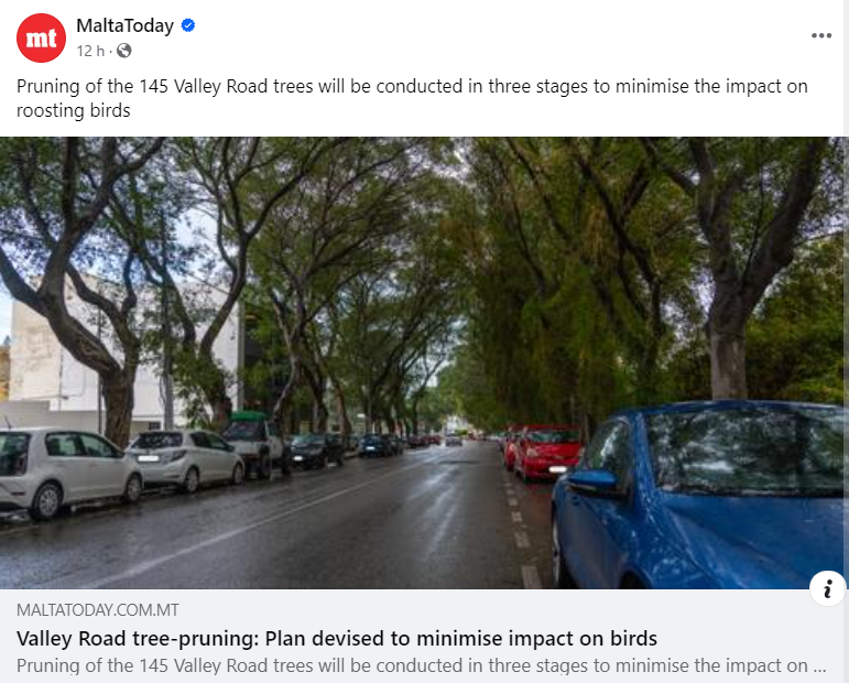 Read more about the article The pruning of the beautiful trees on Valley Road, Msida – an eco-harm by the Labour Government